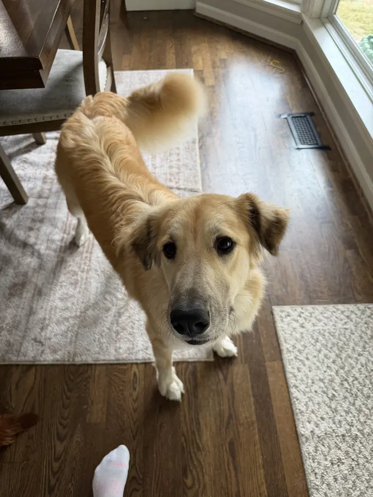 Tonya - Golden Retriever
