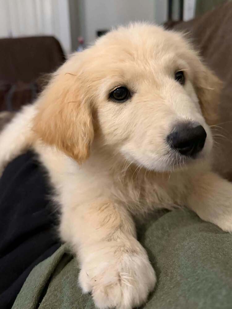 Colton