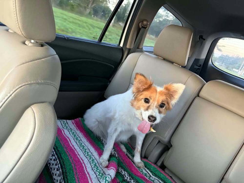 Candi, a dog for adoption from Stray Haven Inc