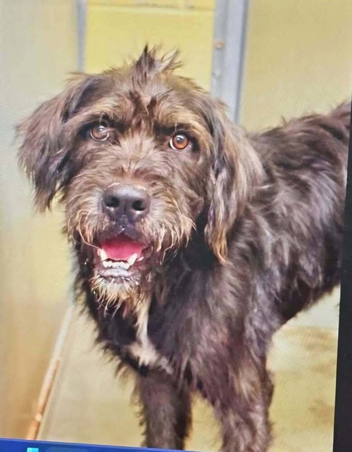 Bubbie, a dog for adoption from Stray Haven Inc