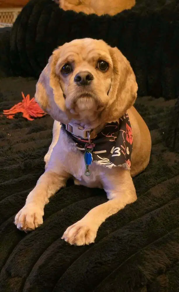 Miss Lulu - Cocker Spaniel