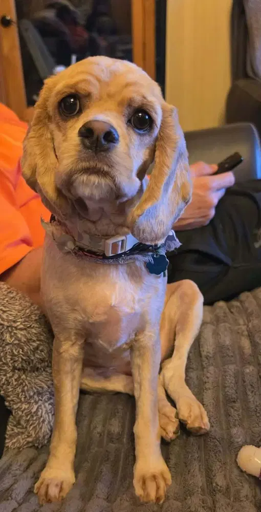 Miss Lulu image 2