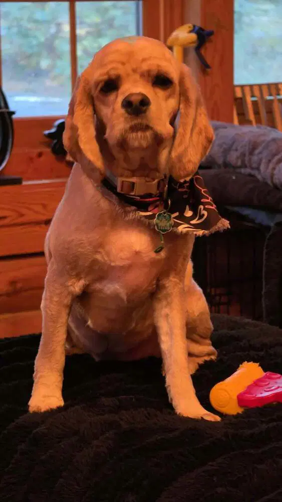 Miss Lulu image 3