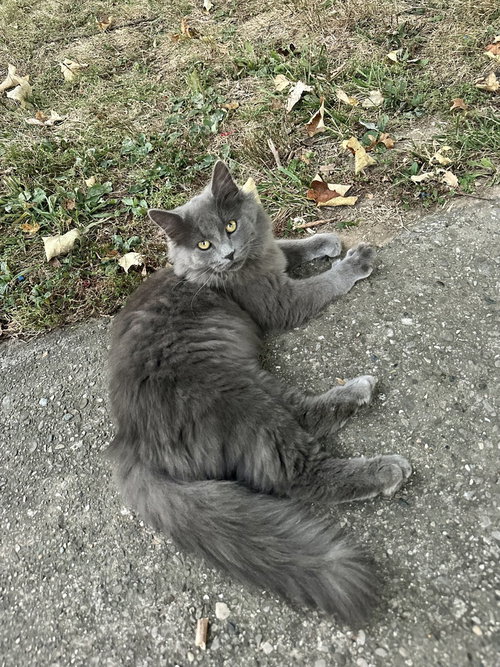 Shels, a male kitten up for adoption