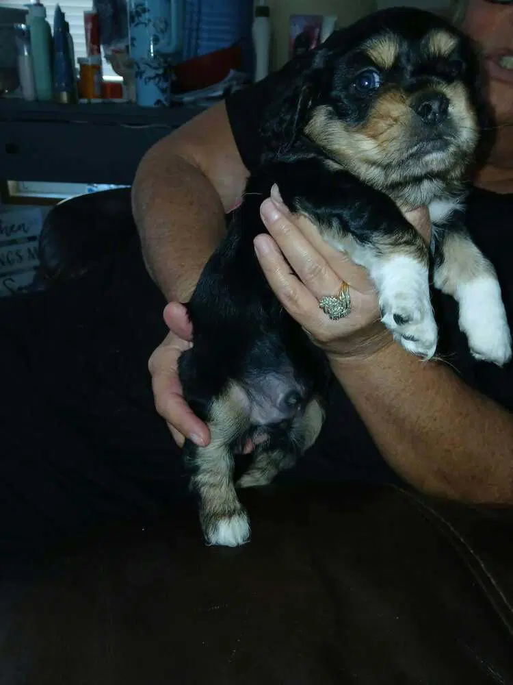 Cockachi Bs  Ben - Cocker Spaniel