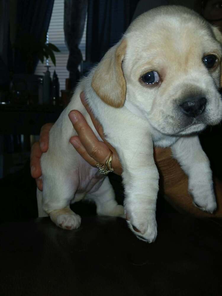 CockaChi Bs : Buddy, photo 2