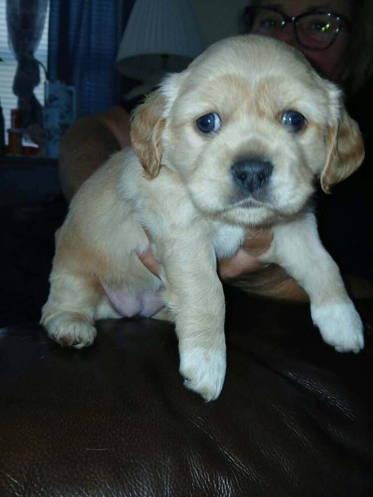 CockaChi Bs : Bailey, photo 2