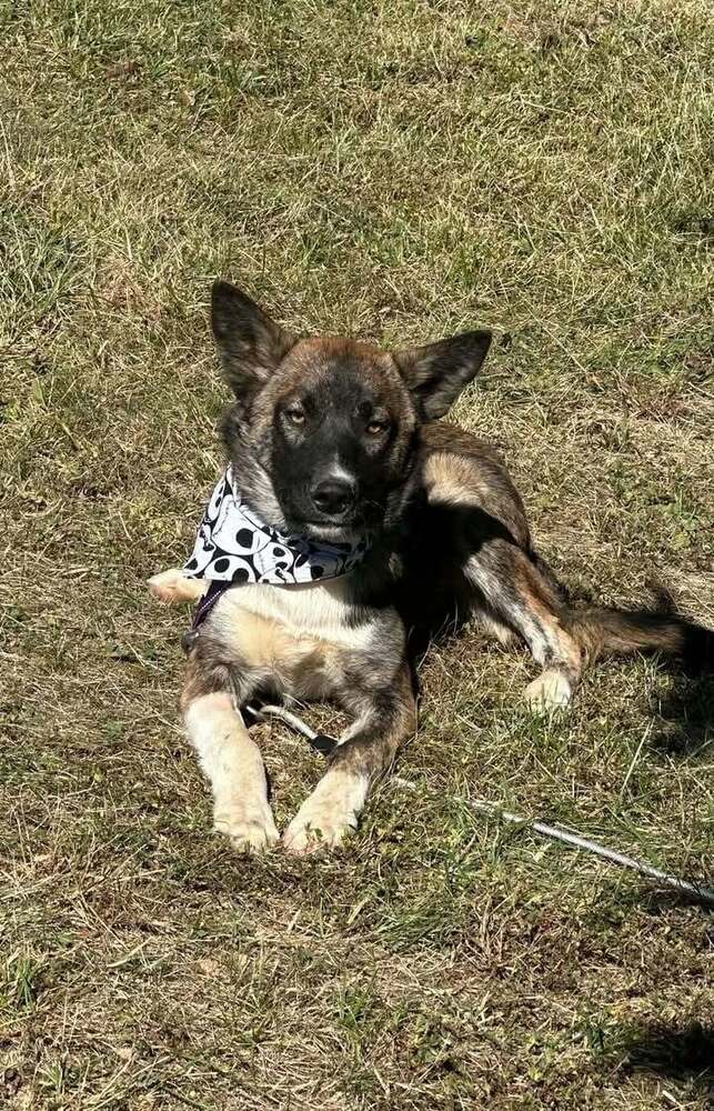 Owens  Forrest - German Shepherd Dog