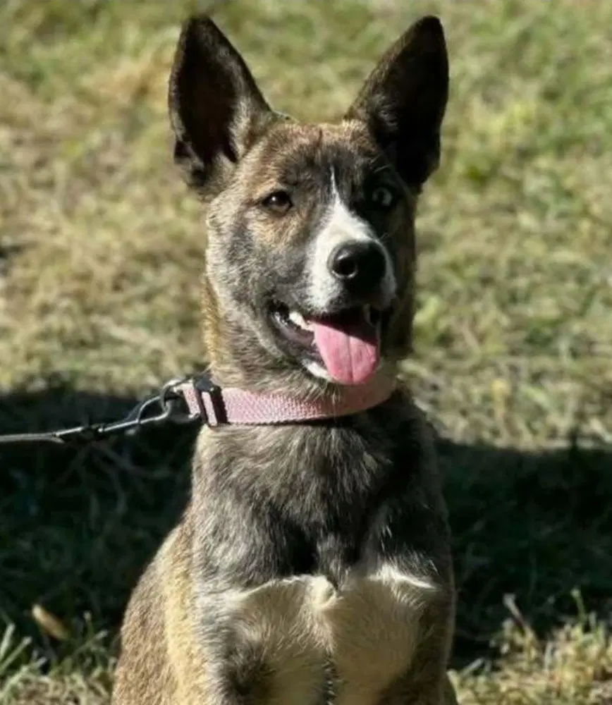 Owens  Autumn - German Shepherd Dog