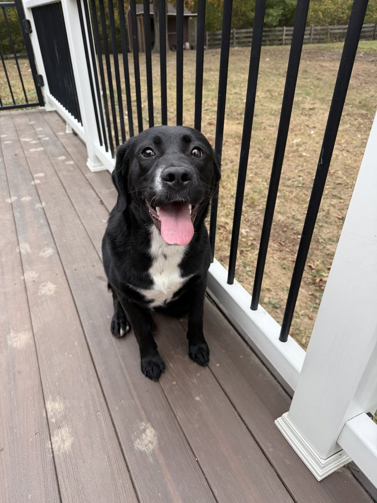 Coco Pups : Colette (Lettie)