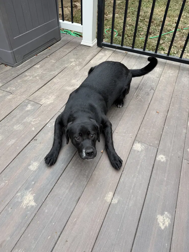 Coco Pups  Colette image 3