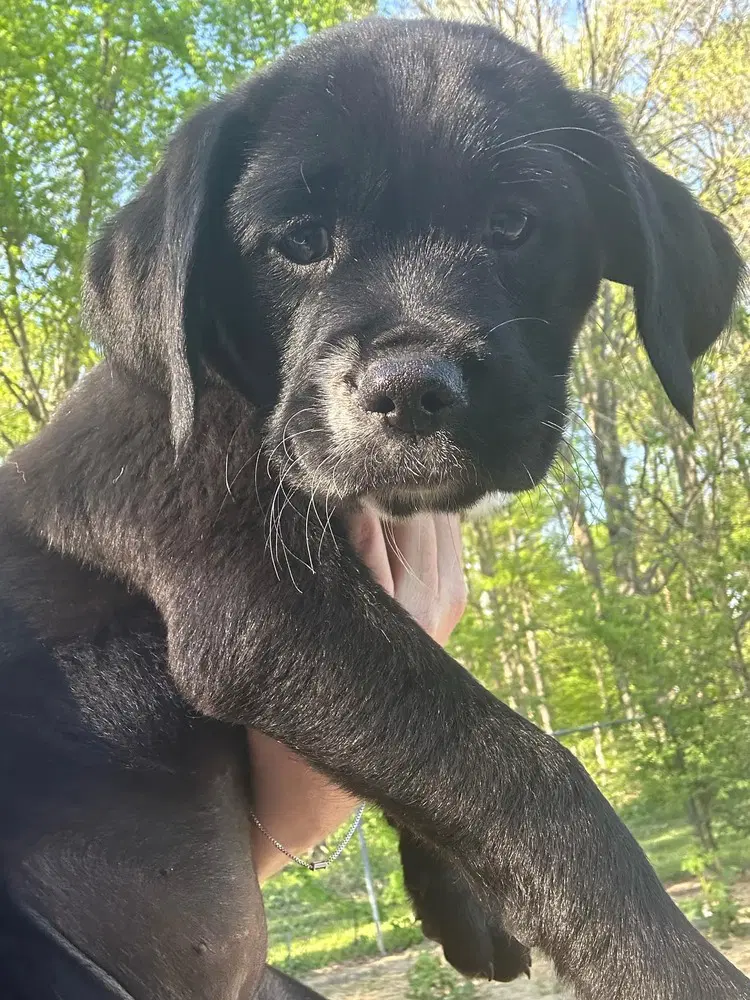 Coco Pups  Colette image 4