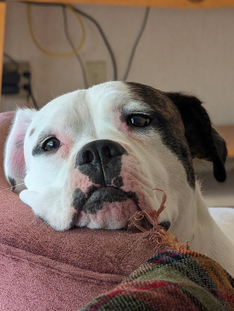 Max Love (Chester)