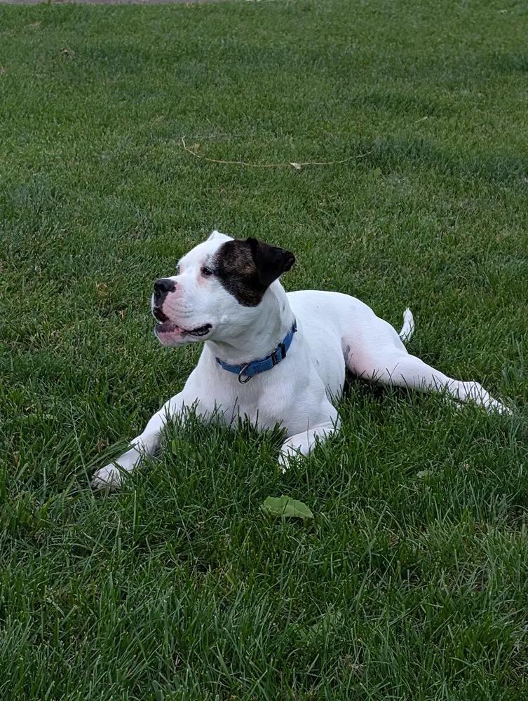 Max Love Chester image 4