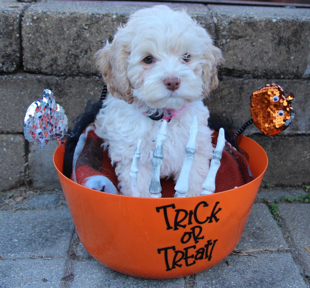 Halloween Town Ghouls Pumpkin