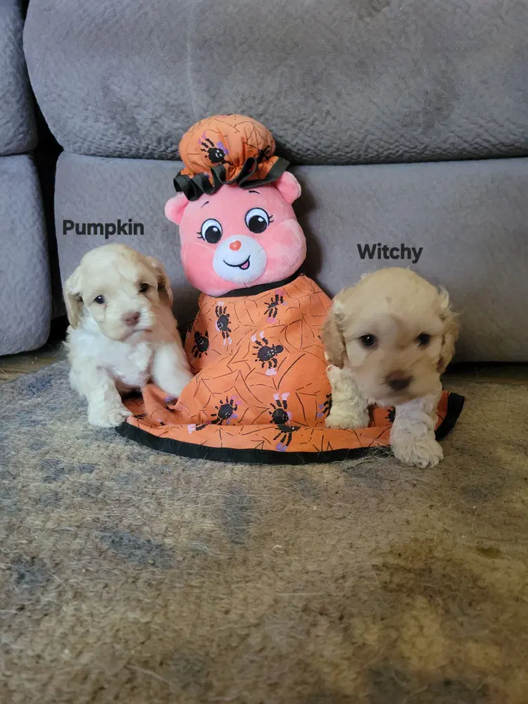 Halloween Town Ghouls Pumpkin image 3