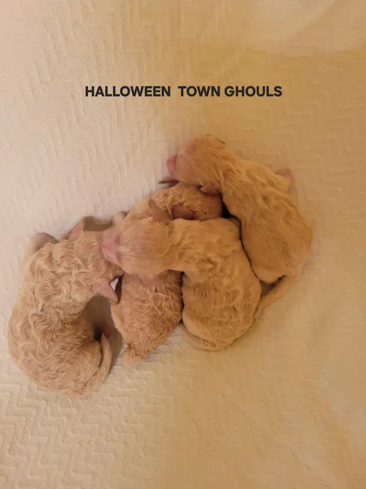 Halloween Town Ghouls Pumpkin image 4