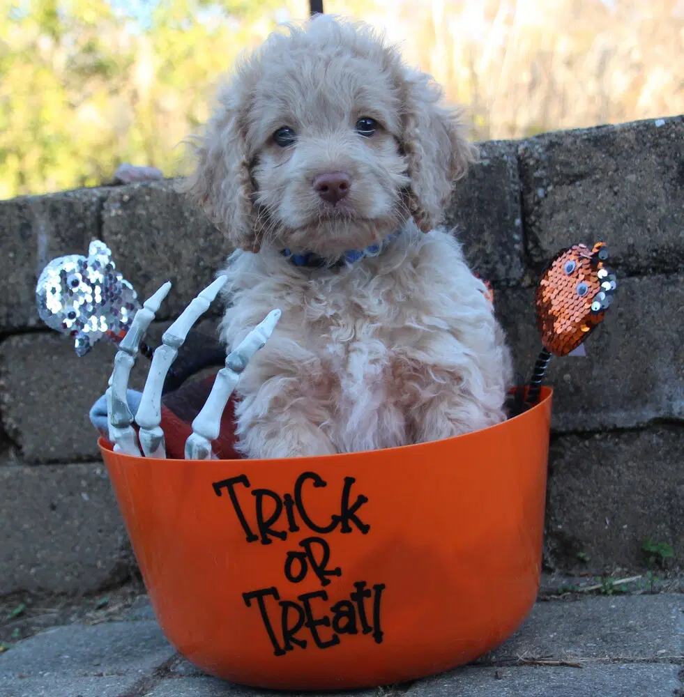 Halloween Town Ghouls Ghost - Cocker Spaniel