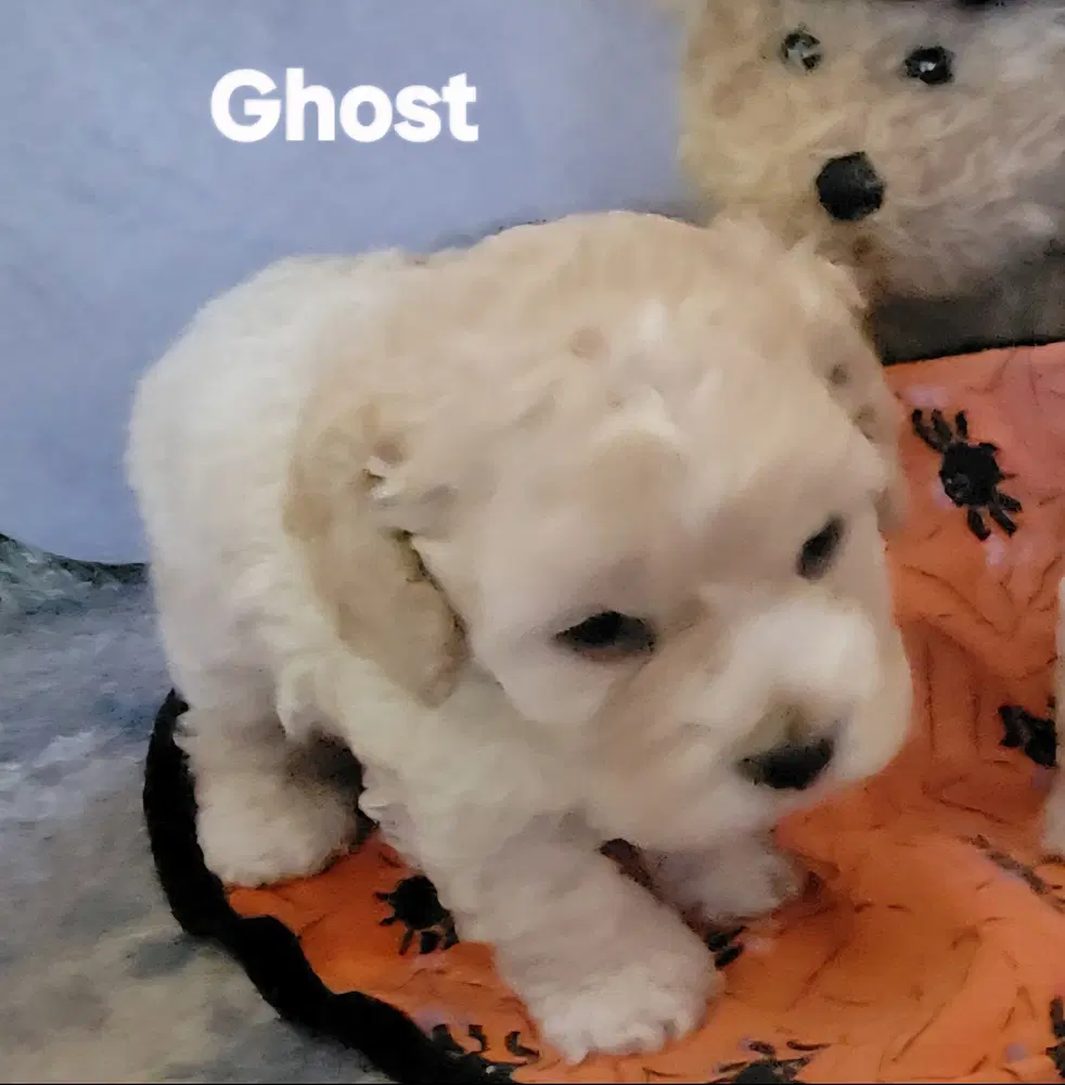 Halloween Town Ghouls Ghost image 2