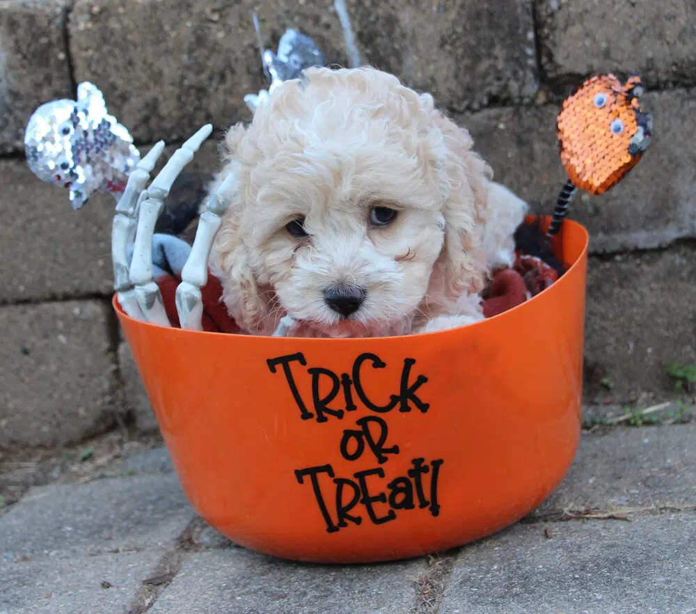 Halloween Town Ghouls Goblin - Cocker Spaniel