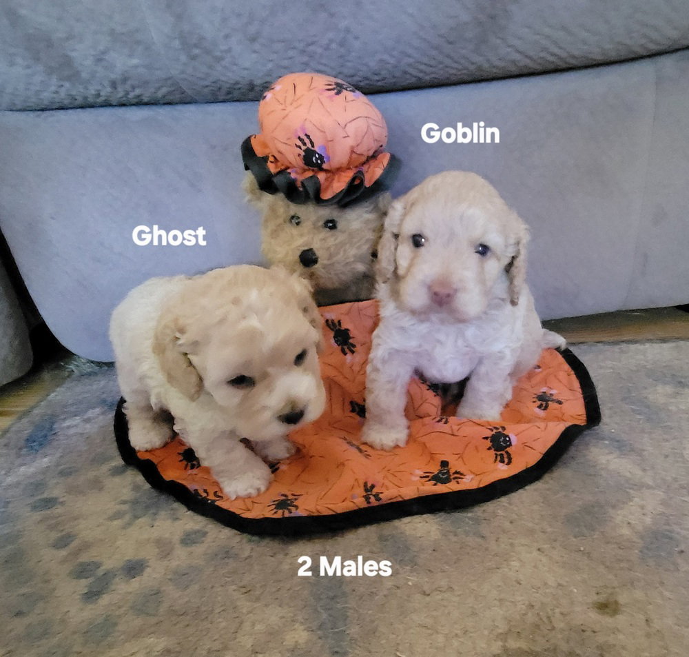 Halloween Town Ghouls: Goblin, photo 3
