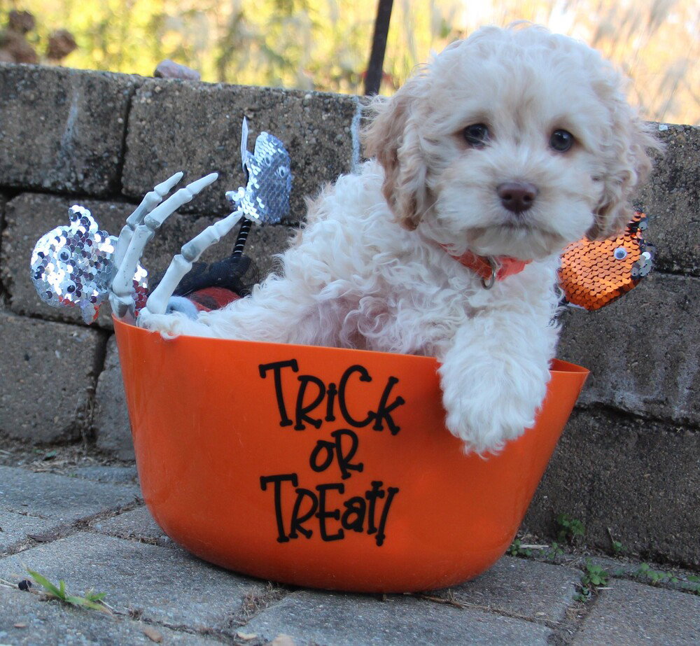 Halloween Town Ghouls: Witchy