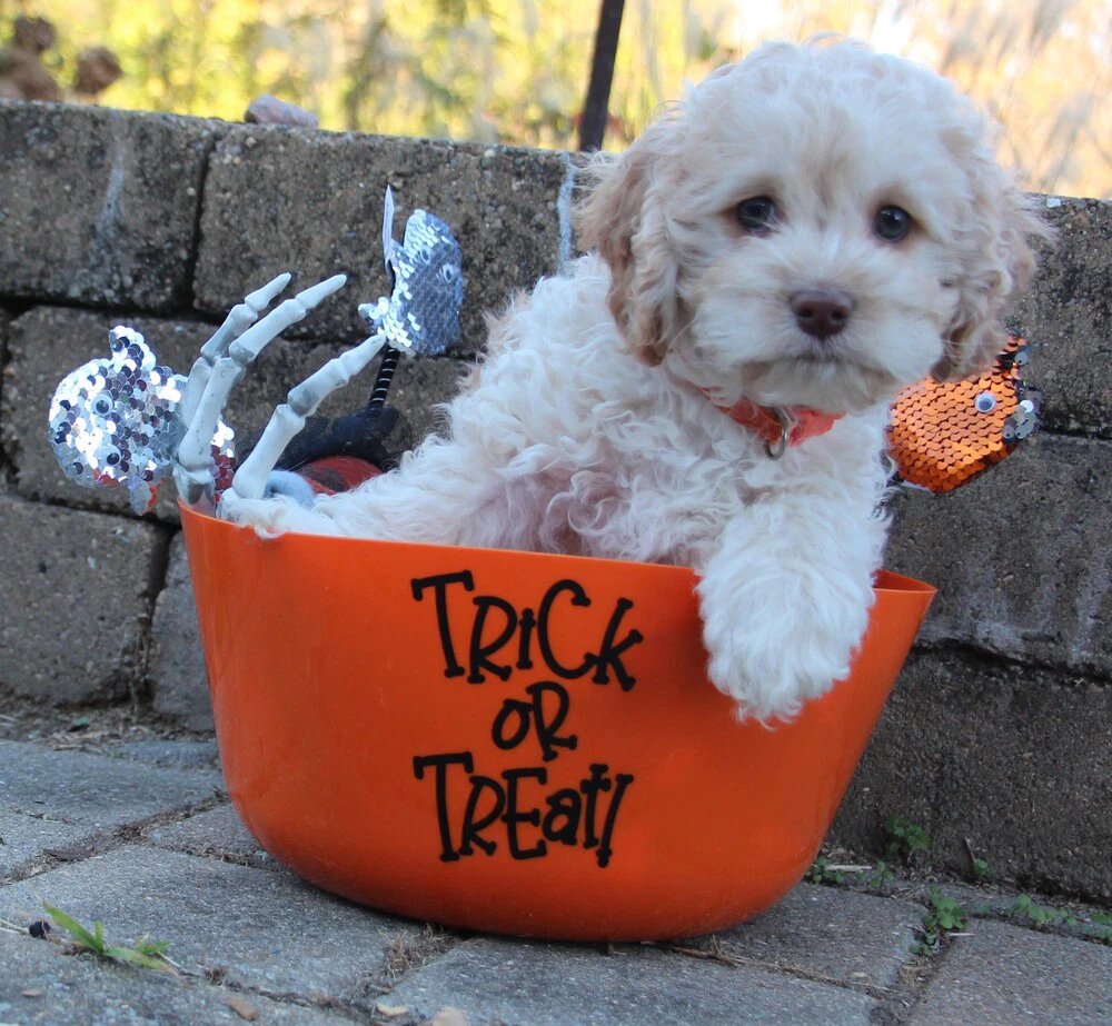 Halloween Town Ghouls Witchy