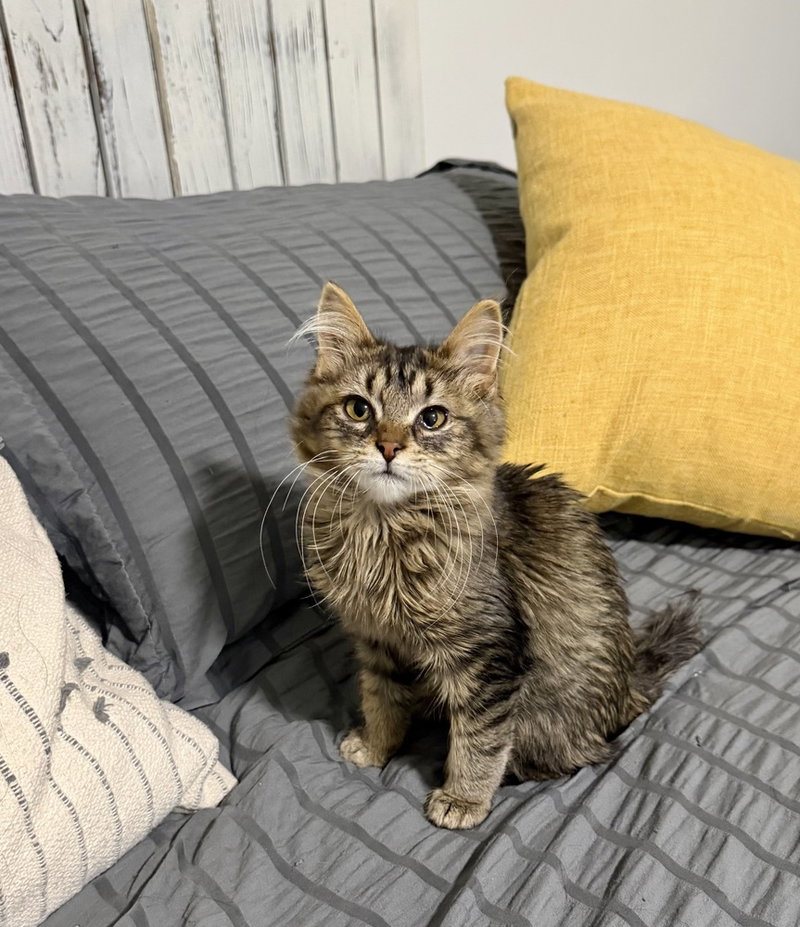 Gideon Kitty, a cat up for adoption