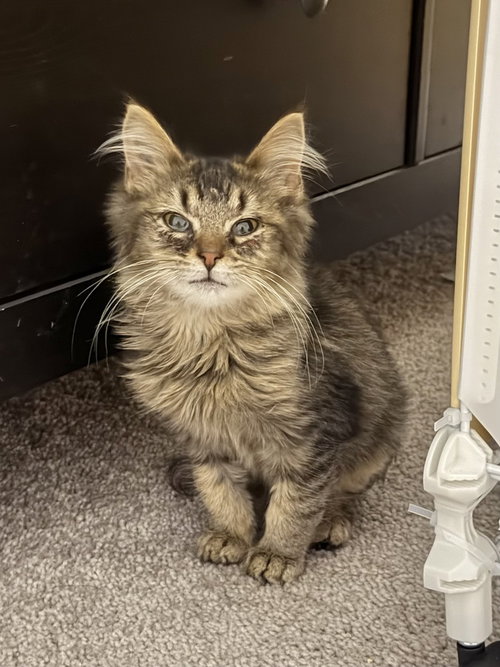 Gideon Kitty, photo 2