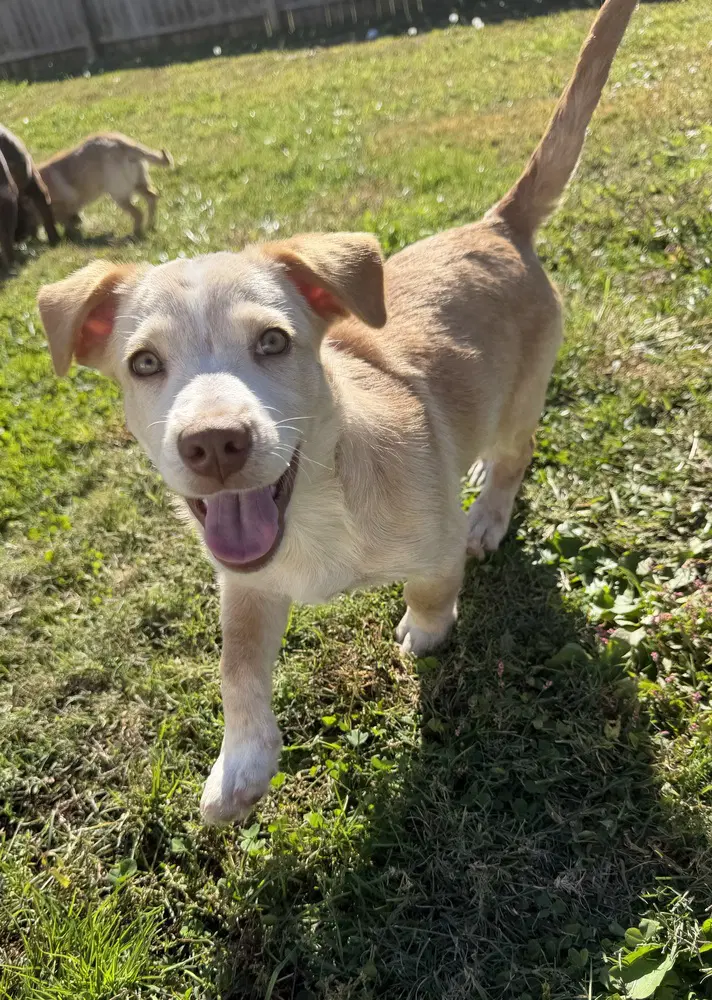 Hawaii  Hilo - Labrador Retriever