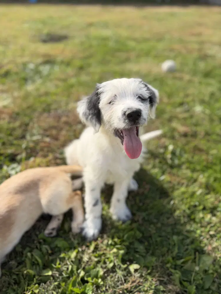 Idaho  Preston - Labrador Retriever