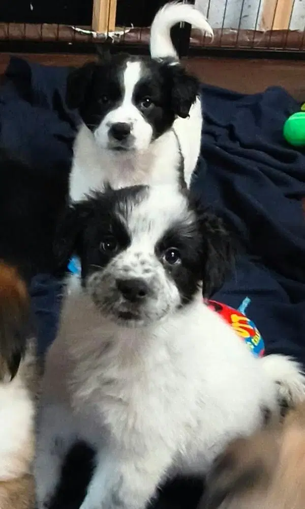 Cookie Paws  Chocolate Chip - Border Collie
