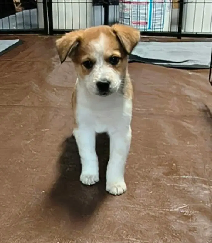 Cookie Paws  Ginger Snap - Border Collie