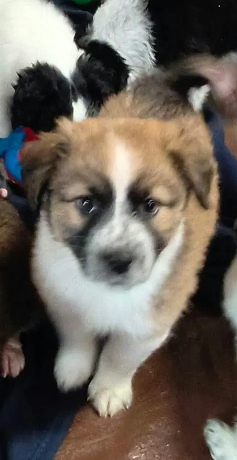 Cookie Paws  Peanut Butter - Border Collie