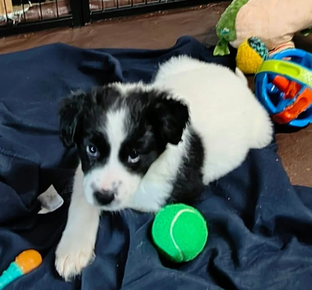 Cookie Paws  Oreo