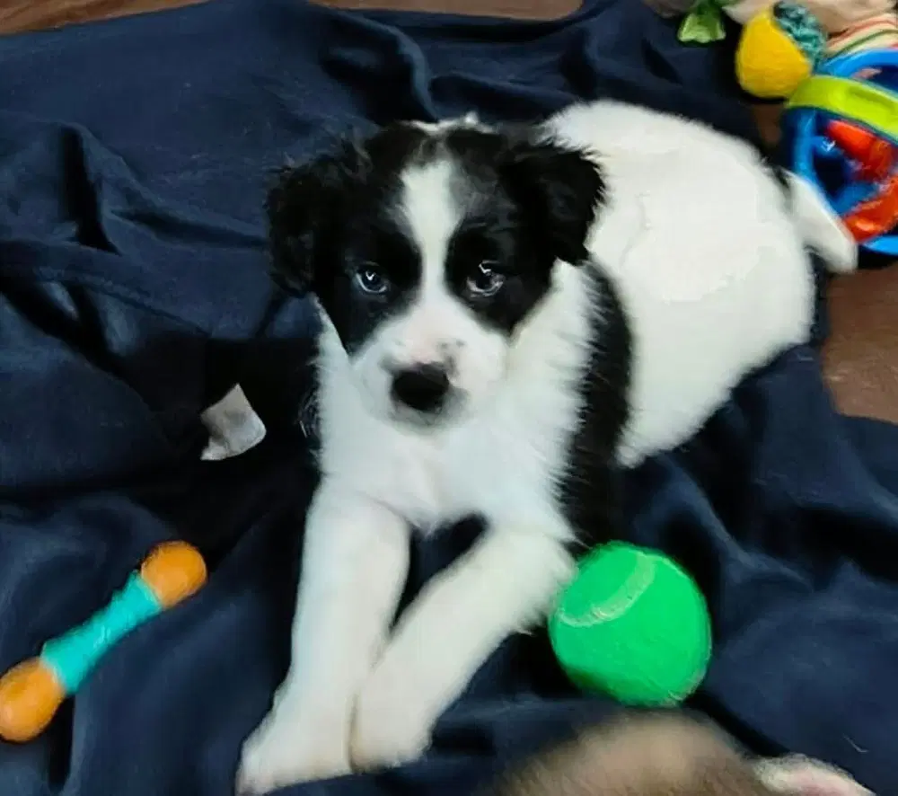 Cookie Paws  Oreo image 2