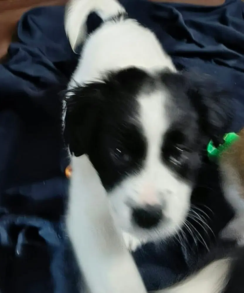 Cookie Paws  Oreo image 4