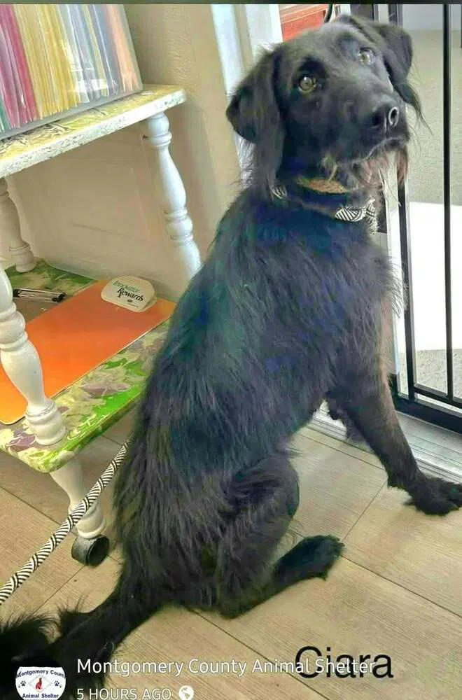 Ciara - Labrador Retriever