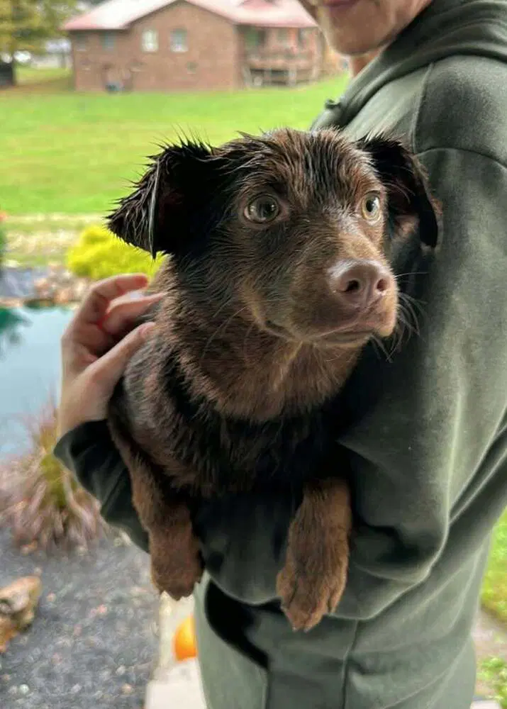 Billy Beau - Dachshund