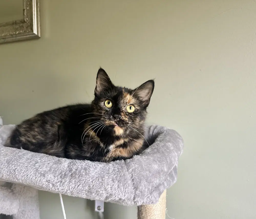 Shels  Luna - Domestic Short Hair