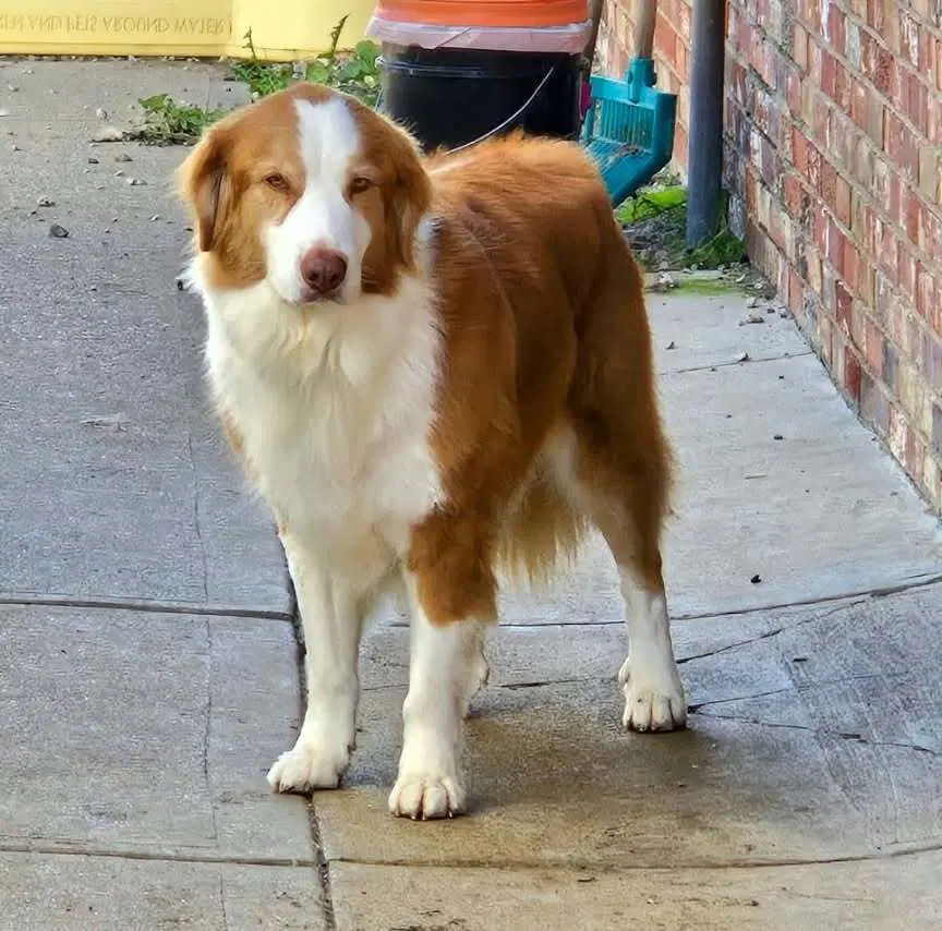 Jack O - Australian Shepherd