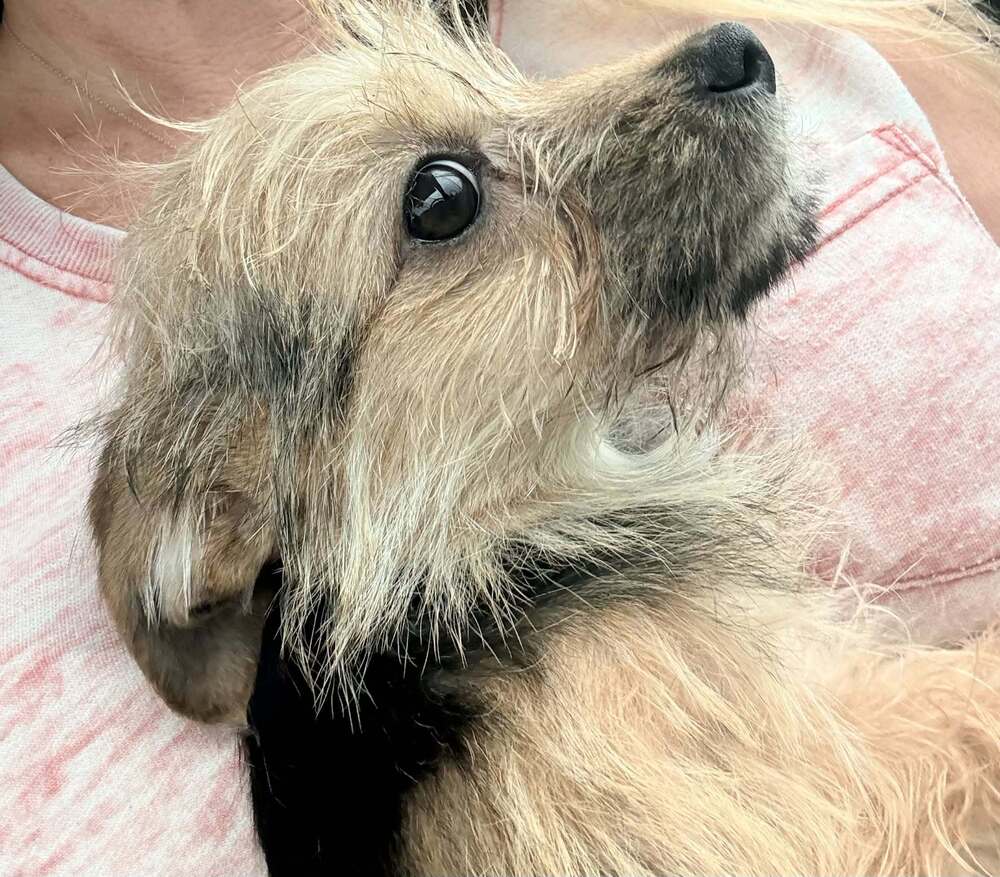 Lil Lulu - Yorkshire Terrier Yorkie