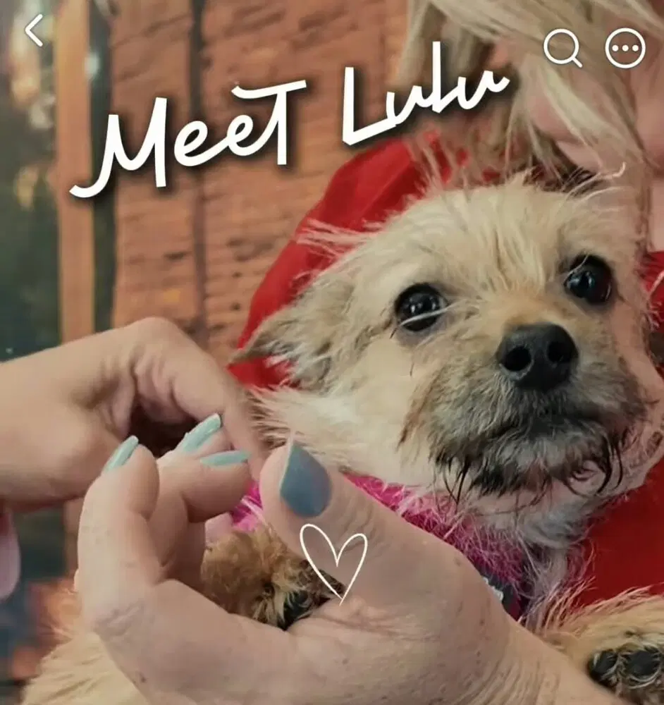 Lil Lulu image 2