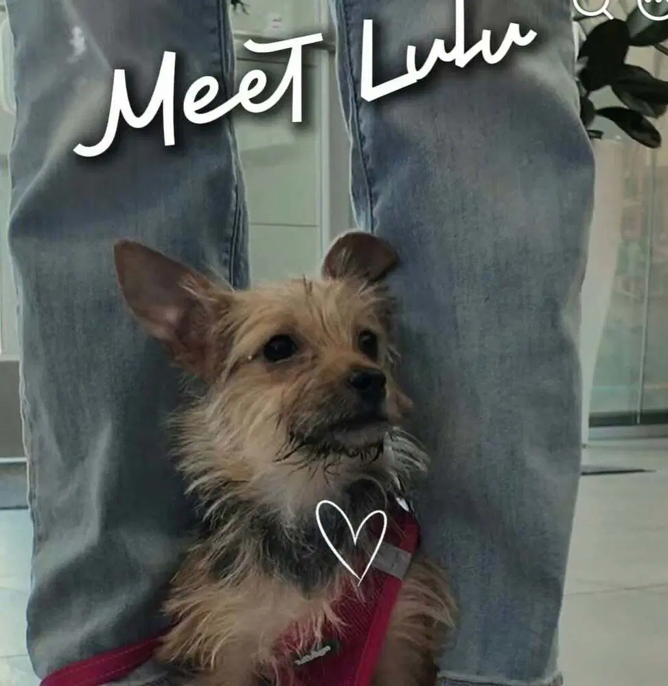 Lil Lulu image 4