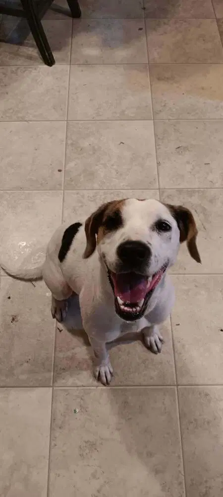 Miss Pj - Beagle