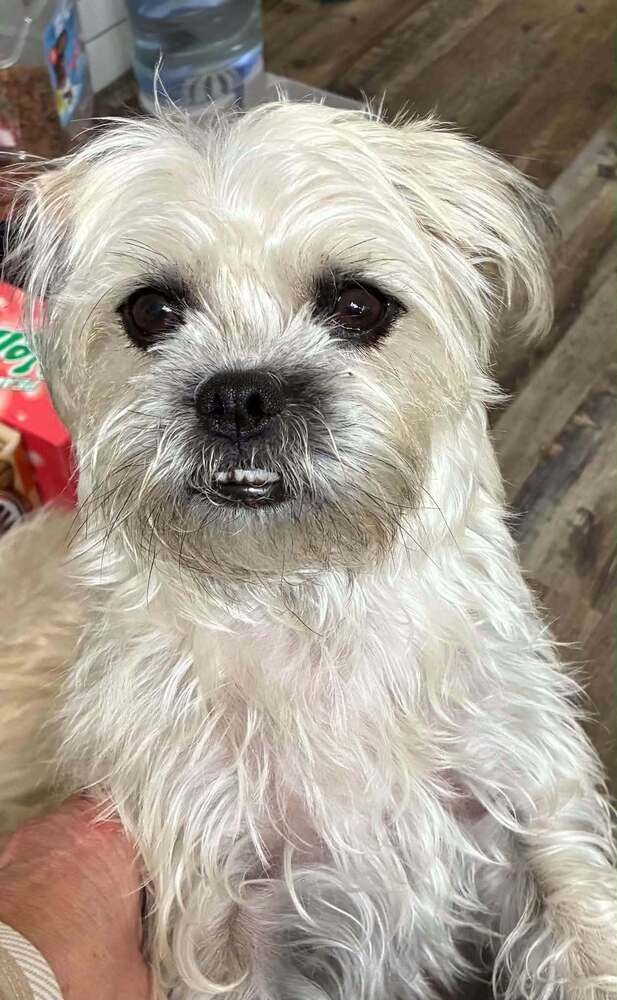 Gypsy Tzu