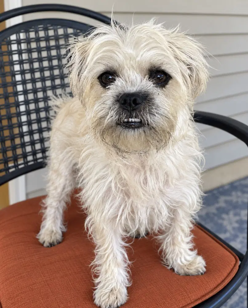 Gypsy Tzu - Pug