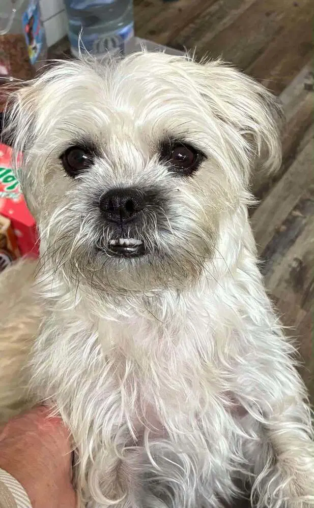 Gypsy Tzu image 2