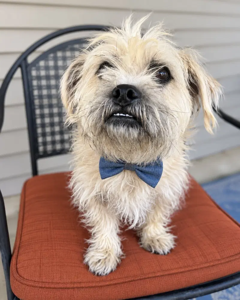 Fisher Tzu image 2