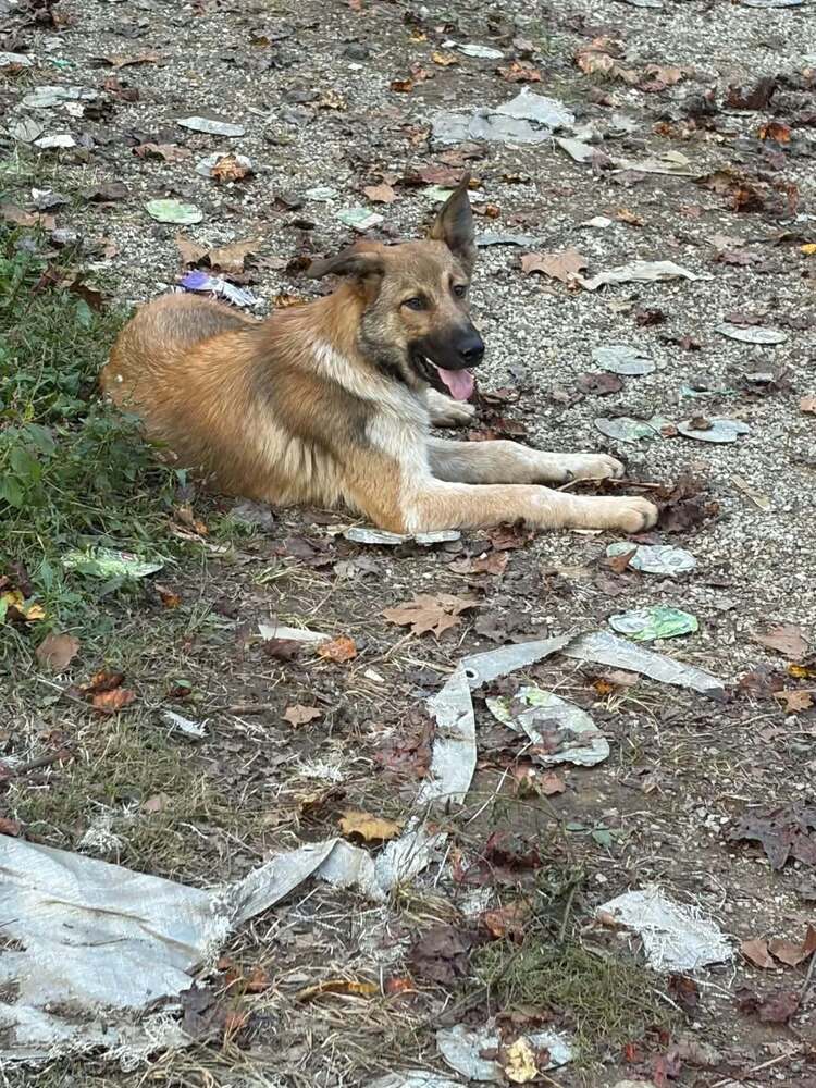 Zoinks Crew  Shaggy - German Shepherd Dog